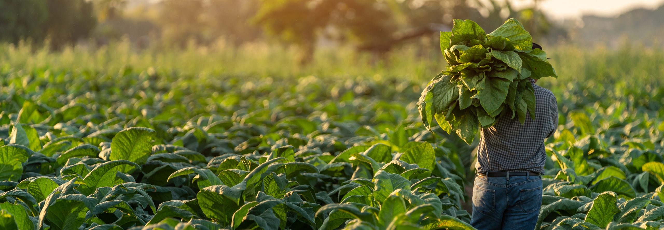 Sustainable farming